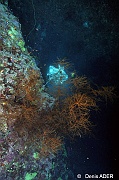 Antipathes dichotoma Corail noir Ambiance-St Johns Gota Soraya-5m-20121024-Denis-ADER-DSC_2601_tn